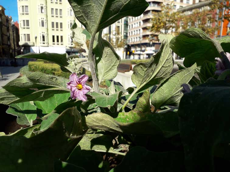 Vykort.&amp;nbsp;LAS BERENJENAS EN OCTUBRE 2017. Plaza del Parch&amp;iacute;s. Presentaci&amp;oacute;n y Plantaci&amp;oacute;n de berenjenas.&amp;nbsp;